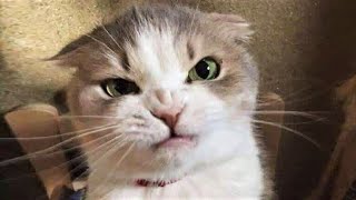 Animals Funny Shorts Watch HD Mp4 Videos Download Free Animals Funny Shorts Watch HD Mp4 Videos Download Free