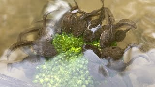 Tadpoles Go Crazy For Broccoli (Rana Uenoi)