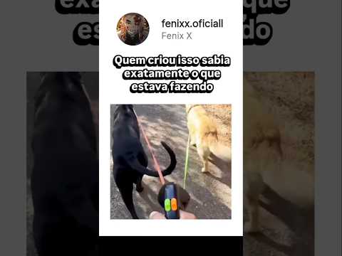 Quem criou essa coleira precisa ser estudado!​