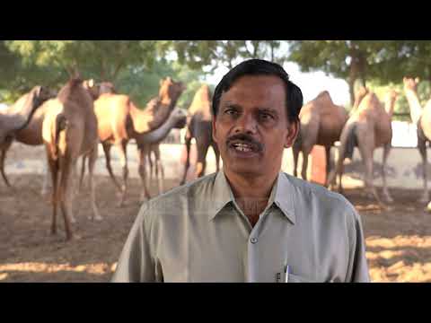 Biznes me qumështin e devesë - Top Channel Albania - News - Lajme