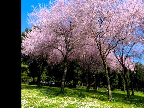 Umberto Tozzi Dimentica, dimentica...