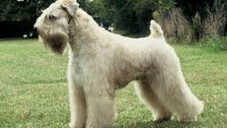 Basic Dog Grooming 101 by  Bobs Pet Stop  http://www.BobsPetStop.com