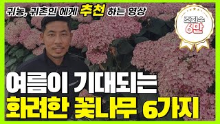 여름이 기대되는 화려한 꽃나무 6가지 / 초보자도 쉽게 키울 수 있는 꽃나무 / 정원수