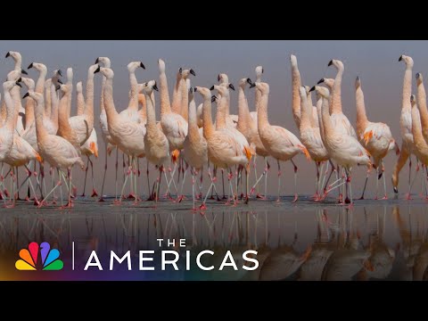 Over 40,000 Flamingos Dance to Find Mates in Bolivia | The Americas | NBC