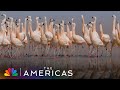 Over 40 000 Flamingos Dance To Find Mates In Bolivia The Americas NBC