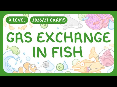 A-Level Biology - Gas Exchange in Fish | Countercurrent Exchange System (2026/27 exams)