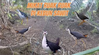Download lagu berburu,jerat,mikat,pikat burung ruak ruak di kebun sawit yang sunyi #birdtrap mp3