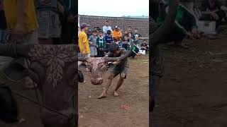 Download lagu kebo balap lepas kendali #shortvideo #fypシ #funny #shortsvideo #viralshorts mp3