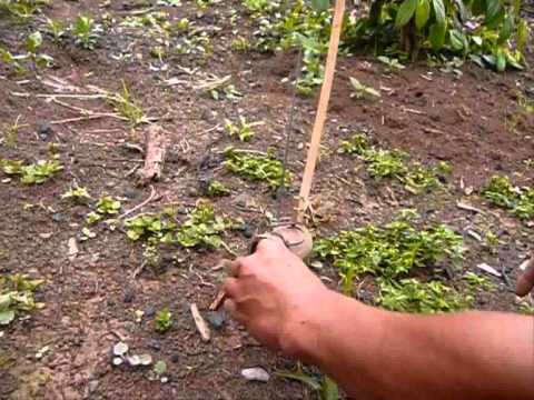 Tilong bamboo trap from Semban, Sarawak Borneo Video