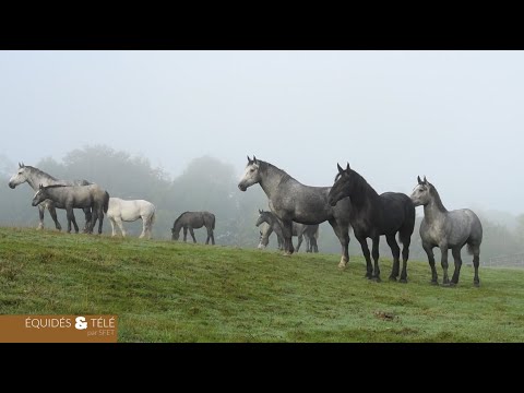 Le cheval Percheron