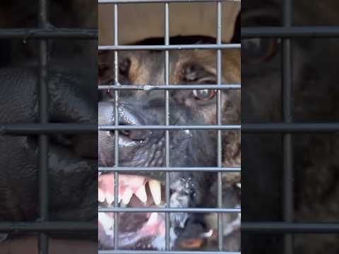 I FIXED his FEAR AGGRESSION! Full video coming soon! #BelgianMalinois