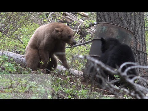 Bear FIGHT caught on camera!!