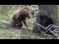Bear FIGHT Caught On Camera