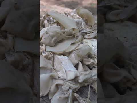 Here's how natural latex is harvested. #rubberindustry #latex #guatemala