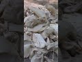Here S How Natural Latex Is Harvested Rubberindustry Latex Guatemala