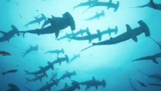 swimmin' wit' sharks