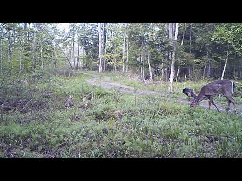 Wild Turkey and deer hanging out peacefully