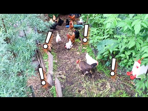 A Walkway Feeds Our Chickens!?!