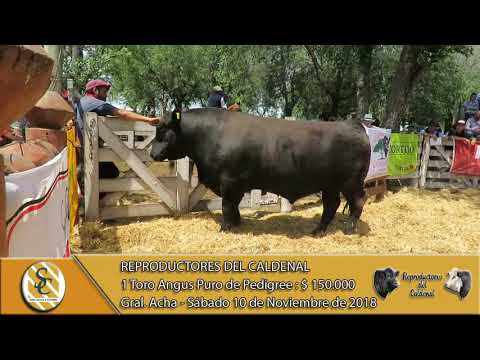 10-11-18 Venta de Toros Angus P.P. - Reproductores del Caldenal - General Acha