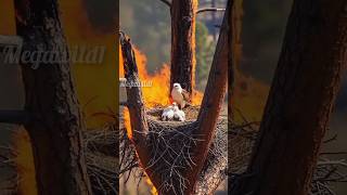 Mother Hawk Refuses to Leave Her Chicks in Burning Tree! 🔥🦅💔 #shortsfeed #animals #ytshorts