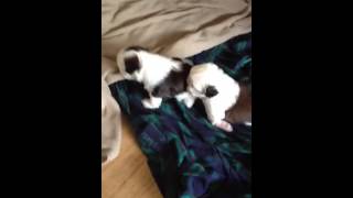 Shih tzu Puppies AKC