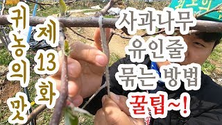 사과나무 유인줄 묶는 방법(꿀팁)
