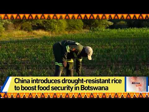 China introduces drought-resistant rice to boost food security in ...