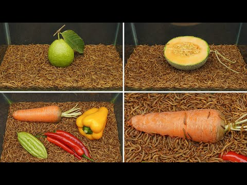 Mealworms VS Fruits #2 - 5 Days - Time lapse