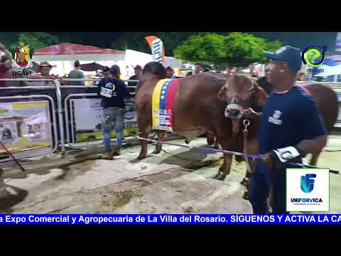 🔴 Transmisión: 4er juzgamiento 49ª Feria de La Villa del Rosario #10Octubre.