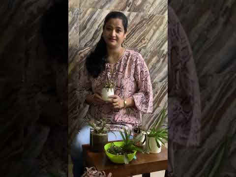 TheEarth star plant- Cryptanthus Bromeliad, care & propogation