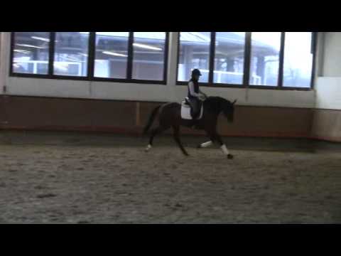 Stallion by Captain Fire