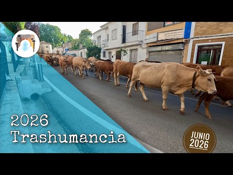 La trashumancia más larga de la Península Ibérica: de Teruel a Jaén🐃