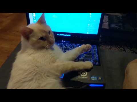 Neville the Cat Uses Laptop As a Bed