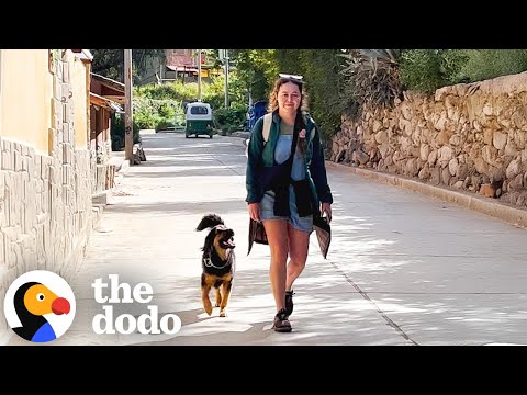 Stray Dog In Peru Refuses To Leave Tourist’s Side | The Dodo