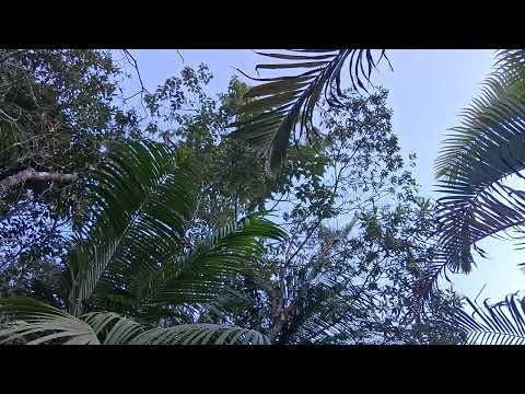 Sons e paisagem sonora da mata — Concertos Vem Pra Mata, Mata Atlântica