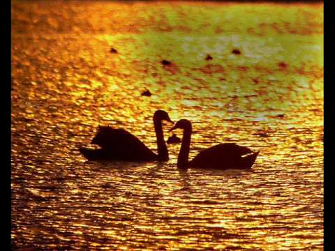 TRY A LITTLE LOVE.wmv