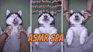 relaxation and stress relief , Moca's spa day ...  / ASMR SPA DOG