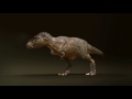 T-Rex. Animation test 