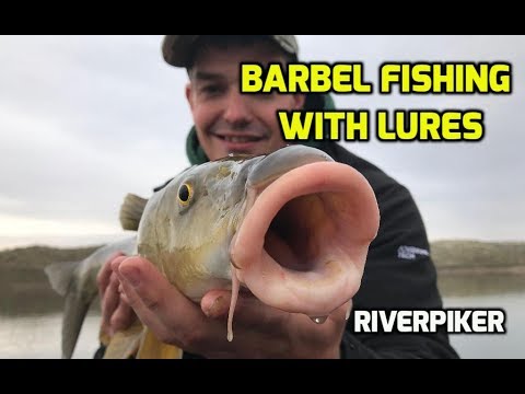 Catching barbel on lures - (Video 224)