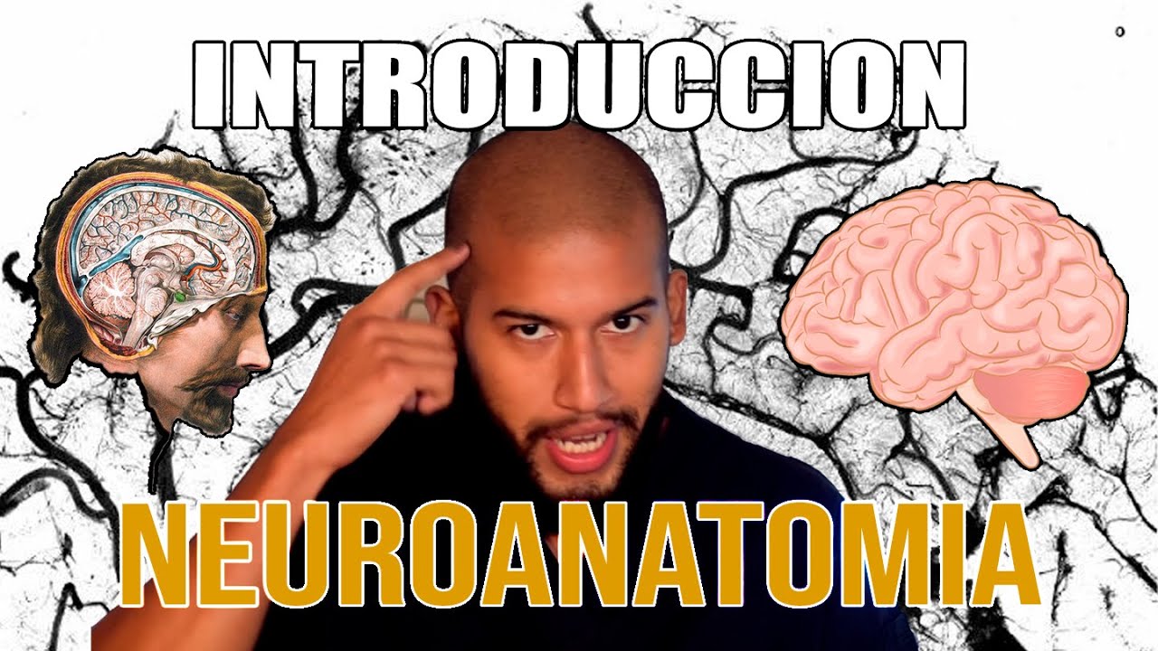 Introducción a la NEUROANATOMÍA (Tejido Nervioso, Neuronas, Glias, Mielina)