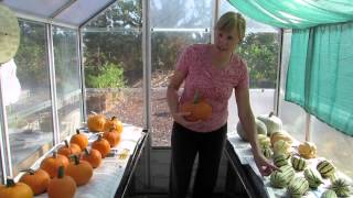 How to cure winter squash for long-term storage
