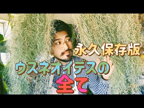 園芸 エンジェルヘア、空気の少女、スパニッシュモス、老人のひげ