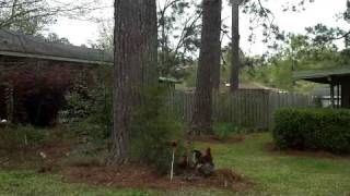 preview picture of video 'Fitzgerald Georgia wild chickens 3'