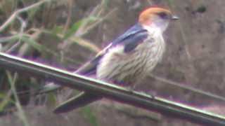 preview picture of video 'jaskółka kreskowana (Cecropis cucullata), Greater Striped-Swallow, Grootstreepswael'