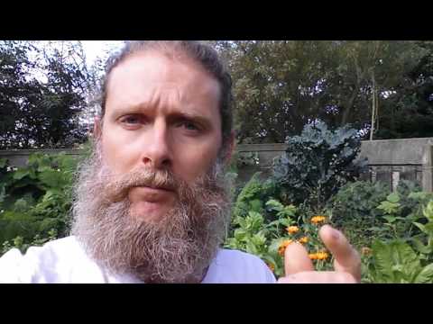 The Buddhist Perspective on Sickness & Illness