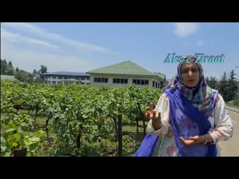 Introducing High Yielding Varieties Of Grapes By Skuast Kashmir