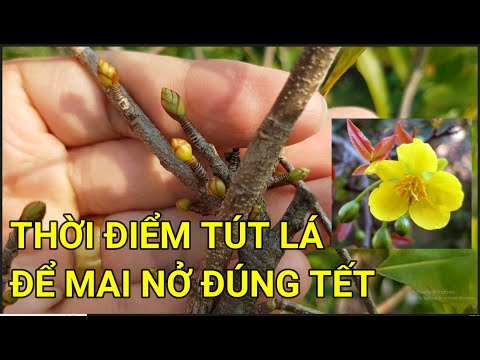 🔴 QBS22300 - THỜI ĐIỂM TÚT LÁ CHO CÂY MAI VÀNG MIỀN BẮC NỞ ĐÚNG TẾT | KHI NÀO TÚT LÁ MAI MIỀN BẮC
