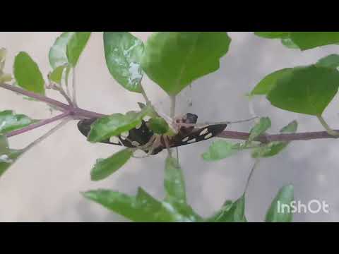 Spider , food chain . #insect #nature #spiderman #web #sting