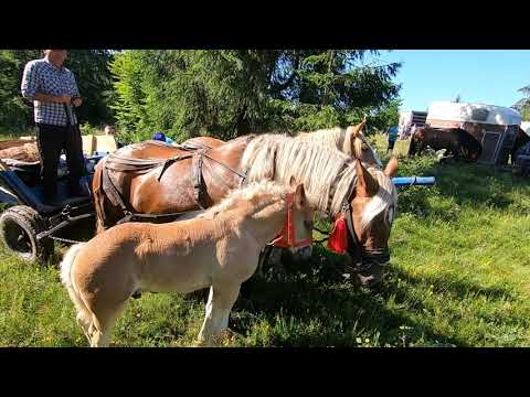Caii dl. Nelu de la Calata - Cluj