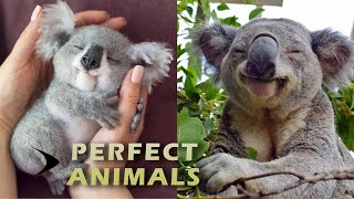 Download lagu KOALA-CRAZY & FUNNY & CUTE Koala Videos Compilation #1| PERFECT ANIMALS mp3 Download lagu KOALA-CRAZY & FUNNY & CUTE Koala Videos Compilation #1| PERFECT ANIMALS mp3
